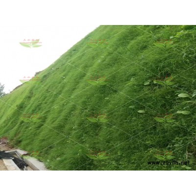低價出售臺州高速綠化專用草籽