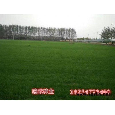 適合廣東地區(qū)的護(hù)坡草種子有什么品種