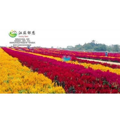 黃色萬壽菊種子種植技術方法...高發芽率