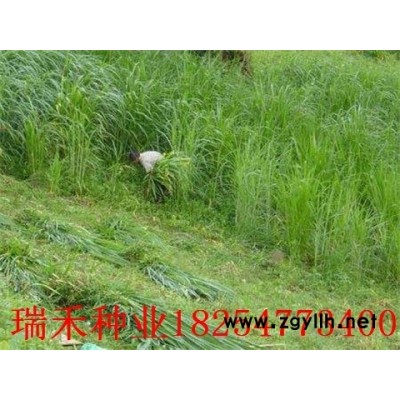耐寒耐旱牧草種子價(jià)格