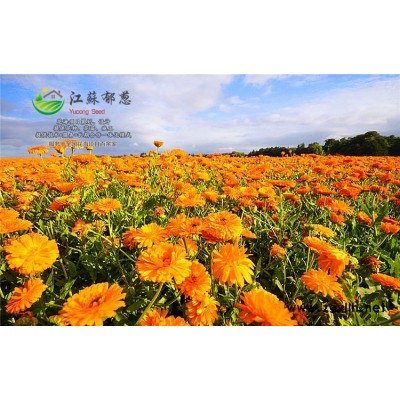 紅千層種子哪里有賣的...認證企業