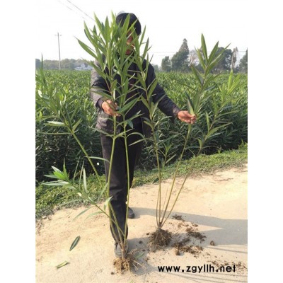 夾竹桃價格多少錢-金華綠林苗木供應(yīng)苗木(在線咨詢)