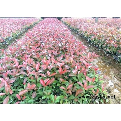 紅葉石楠大杯-綠林苗木給您齊全品種-紅葉石楠大杯苗批發(fā)