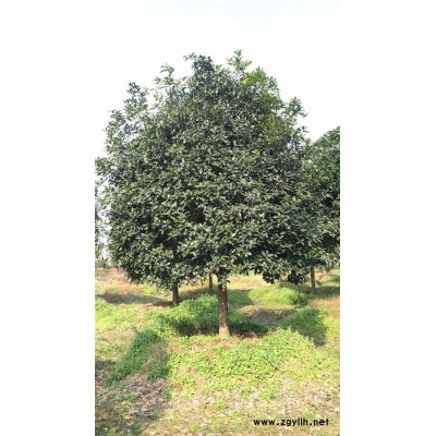 桂花-3m冠幅桂花-綠林苗木(推薦商家)