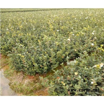 油茶樹苗-高產油茶苗圃基地 -油茶樹苗如何種植