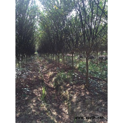 綠林苗木基地歡迎參觀(圖)-紫薇價格-紫薇