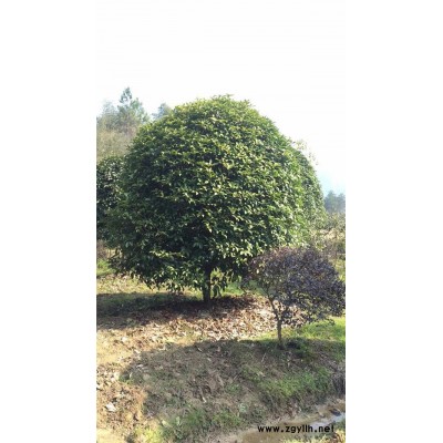 桂花樹-訂購綠林苗木高存活率-桂花樹批發(fā)