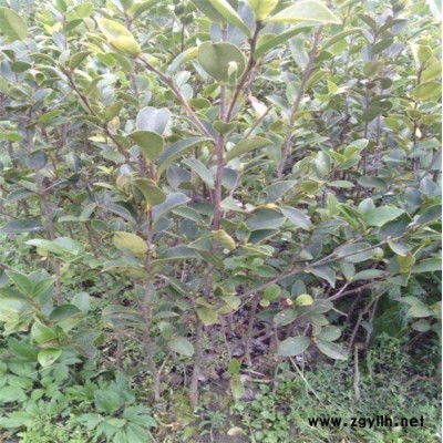 達州油茶樹苗-白土鎮高產油茶苗圃1-高產油茶樹苗