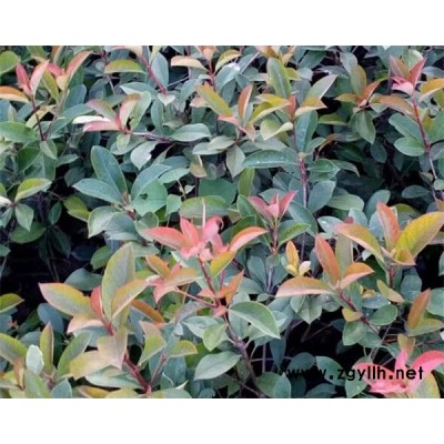 紅葉石楠基地-河南紅葉石楠-綠林苗木苗圃直銷價