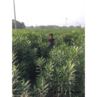歐洲夾竹桃-夾竹桃-綠林苗木基地直銷(查看)