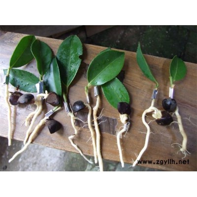 三年生油茶苗-油茶苗-白土鎮高產油茶苗圃1