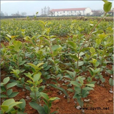 油茶樹苗報價-油茶樹苗-白土鎮高產油茶苗圃1