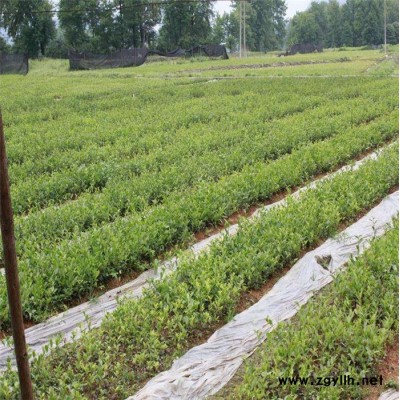 供應良種油茶苗-白土鎮高產油茶苗圃1-黔南油茶苗