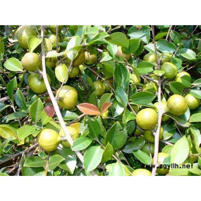 油茶苗批發價格-油茶苗-高產油茶苗圃基地 (查看)