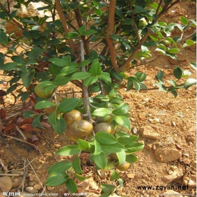 黔南油茶樹苗-高產油茶苗圃基地 -油茶樹苗哪里有賣