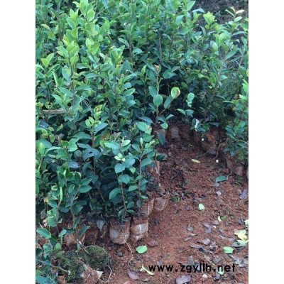 哪里的油茶樹苗比較好-蘇州油茶樹苗-白土鎮(zhèn)高產(chǎn)油茶苗圃