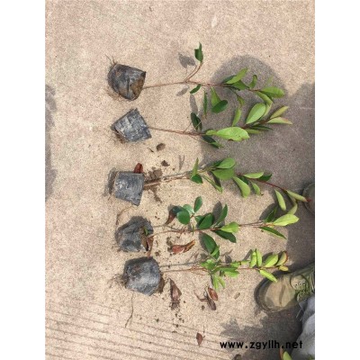 金華綠林苗木供應苗木(圖)-紅葉石楠樹批發-江西紅葉石楠大桶