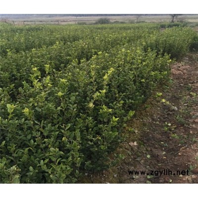 油茶樹苗如何育種-白土鎮(zhèn)高產(chǎn)油茶苗圃1-南昌油茶樹苗