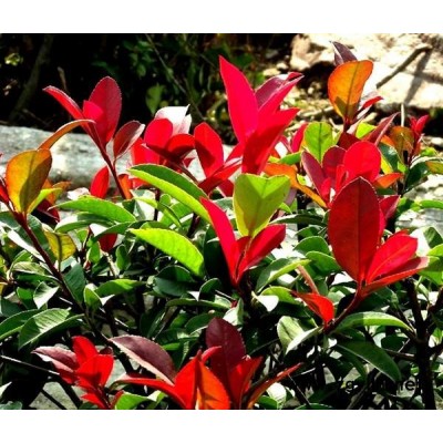 江西紅葉石楠小苗-綠林苗木【處理】-紅葉石楠小苗報價