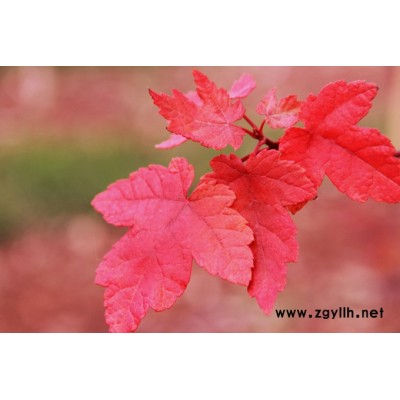 叢生紅點紅楓多少錢-韻可園林(在線咨詢)-駐馬店叢生紅點紅楓