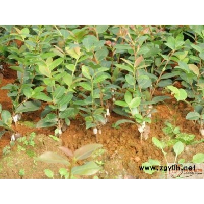 高產(chǎn)油茶樹苗-油茶樹苗-油茶苗圃基地油茶苗(查看)