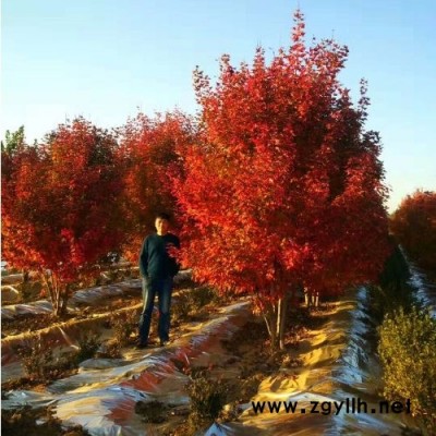 多分枝紅點紅楓修剪方法-多分枝紅點紅楓-東楓園林高成活價格低