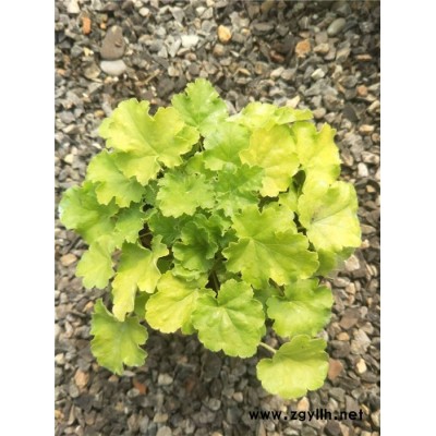 芳青花卉苗(圖)-礬根報價-礬根