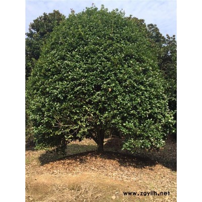 2米冠幅桂花哪里有賣-桂花-綠林苗木現貨供苗