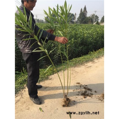 紅花夾竹桃-夾竹桃-金華蘭溪綠林苗木現貨