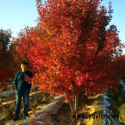 叢生紅點紅楓-東楓園林(在線咨詢)-蕪湖叢生紅點紅楓