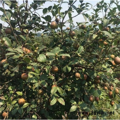 黔南油茶樹苗-白土鎮(zhèn)高產(chǎn)油茶苗圃-油茶樹苗報價