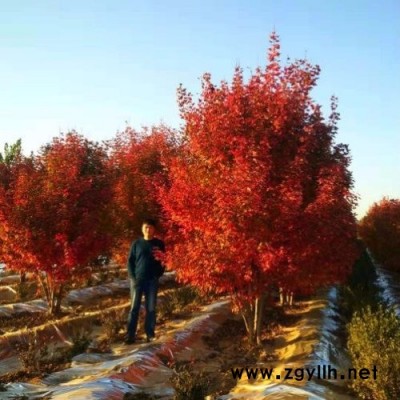 高度6米叢生紅點紅楓-合肥叢生紅點紅楓-東楓園林