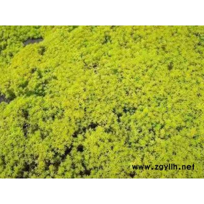黃金萬年草綠化苗-黃金萬年草-泰安韻可園林