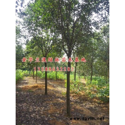 金森女貞小苗哪家好處理-綠林苗木