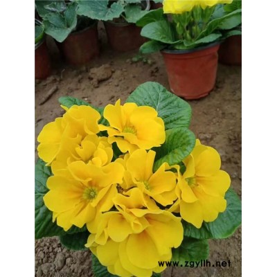 冬季報春花-報春花-芳青花卉苗
