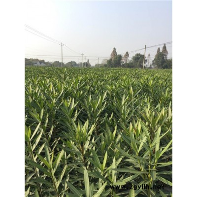 夾竹桃產地-夾竹桃-綠林苗木規格齊全(查看)