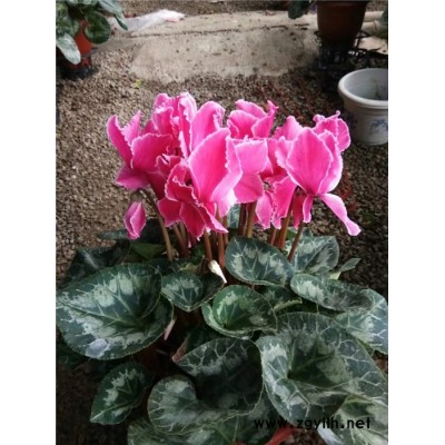 芳青花卉苗(在線咨詢)-仙客來