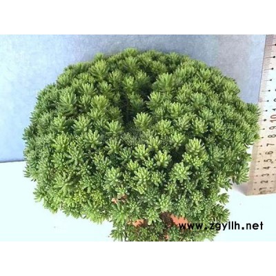 中華景天種植基地電話-韻可園林(在線咨詢)-四川中華景天