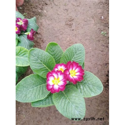 芳青花卉苗(在線咨詢)-報春花-多色報春花