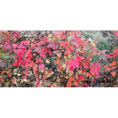 叢生紅點紅楓種植-山東韻可園林綠化苗木-蘭州叢生紅點紅楓