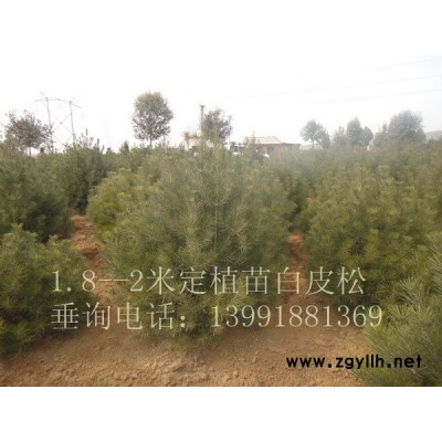 供應白皮松