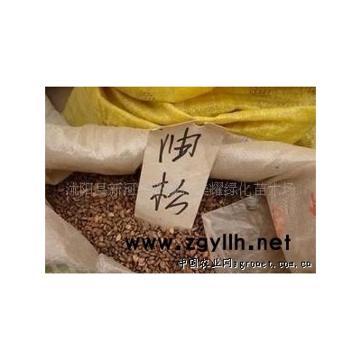 供應(yīng)油松種子