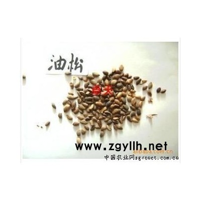 供應(yīng)油松種子