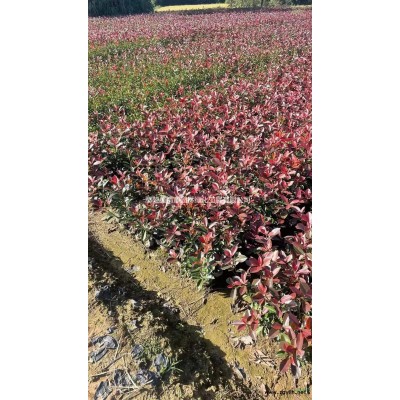 金森女貞杯苗價格 金森女貞杯苗培育基地 許昌金森女貞優質供應商