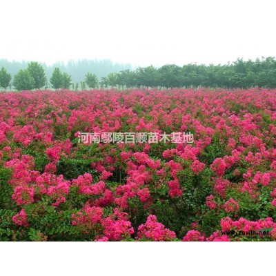 三角楓-三角楓價格-三角楓圖片-河南三角楓-三角楓基地-批發三角楓