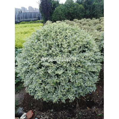 供應茶梅柱子：H150—220cm。P80—100—120—150cm