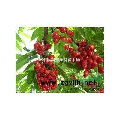 紅梅樹基地 骨里紅梅5公分粗價格