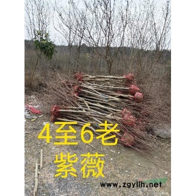 大量供應：無患子，楓香，木荷，烏桕，櫸樹，馬尾松，濕地松