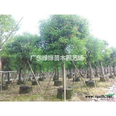 火焰木價(jià)格火焰木基地火焰木產(chǎn)區(qū)火焰木哪里有廣東火焰木