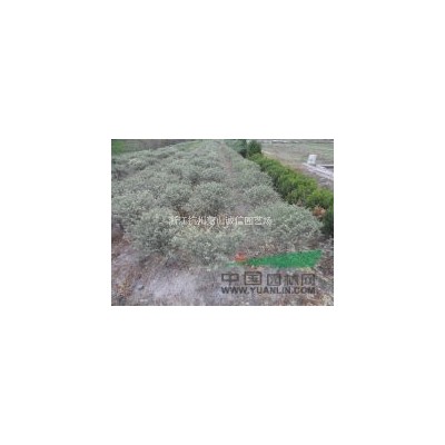 杭州大花芙蓉炸醬草批發價格便宜 浙江大花芙蓉炸醬草大量批發